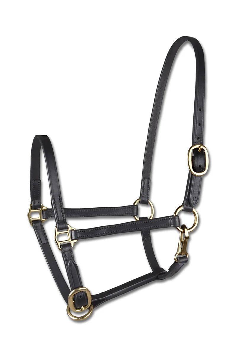 licol de présentation en cuir pour poulain Black C