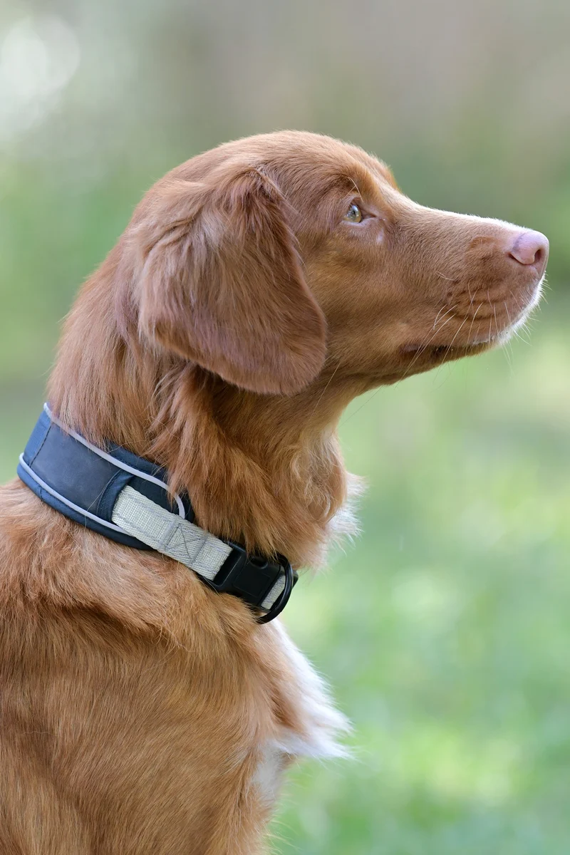 Collier pour chien Explorer Dark Blue L