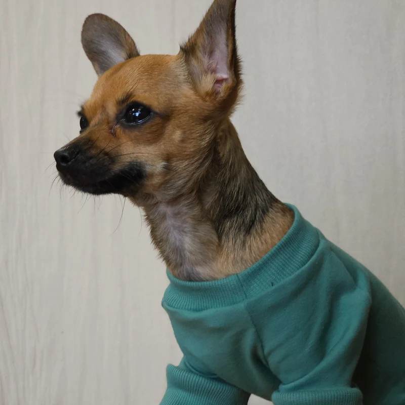 Jersey de Coton Pima